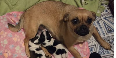 une maman carlins et ses chiots au pelage "vache"