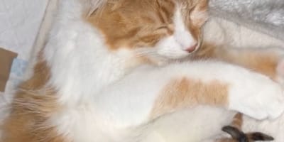 A mother cat gives birth to her kittens