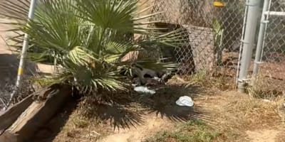 Une maman chien cachée sous un palmier