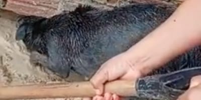 Bohaterska psia mama rusza na ratunek swoim szczeniętom