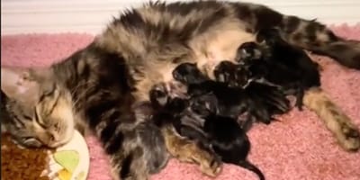 Une maman et ses chatons