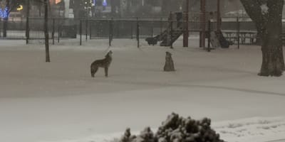 Une nature enneigée et deux coyotes