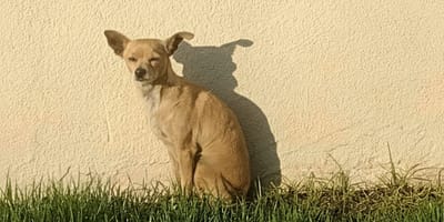 Une petite chienne abandonnée lors d'un déménagement