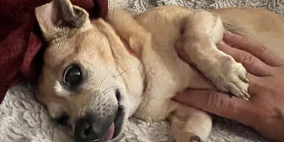 Une petite chienne chihuahua allongée