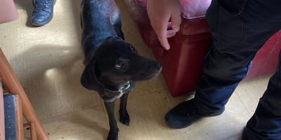 Une petite chienne noire
