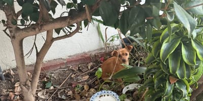 Une petite chienne pétrifiée dans des buissons