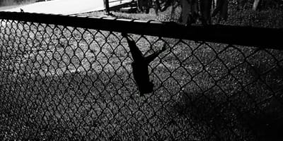 A small creature alone in a dog park