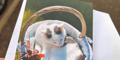 Una foto di un gatto bianco in un cestino