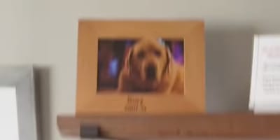 Une photo hommage à un Golden Retriever