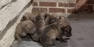 Une pile de chiots abandonnés dans la rue