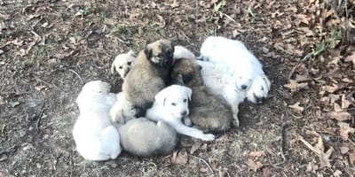 A "pile" of puppies in the wild