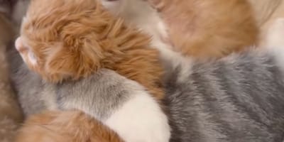 A litter of kittens