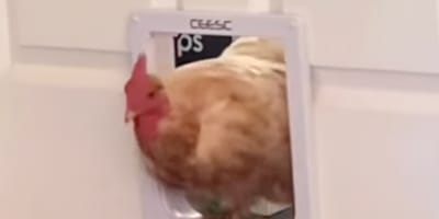Une poule dans une chatière