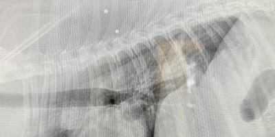 Una radiografia di cane crivellato di pallini