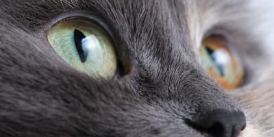 Een close-up van de kop van een kat