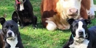 A cow surrounded by dogs