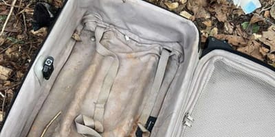 Une valise pleine de chiots