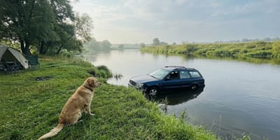 Ein Auto im Wasser mit einem Hund im Vordergrund