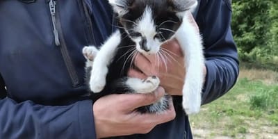 Uratowany kociak