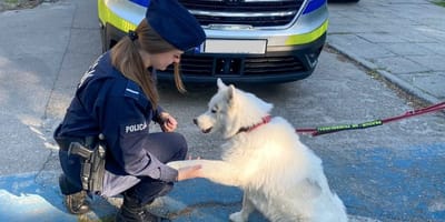 Dog  with a Polish officer