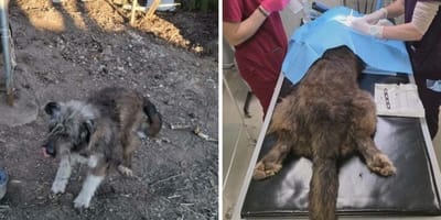 Chien sauvé pendant une intervention vétérinaire