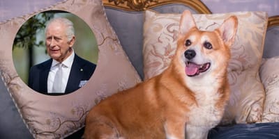 Va-t-on retirer les corgis à Andrew ?