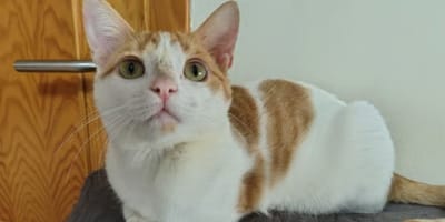 vainilla-gata-en-adopcion