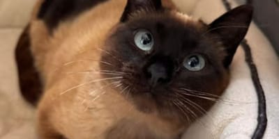 valetina-gata-adopcion-valladolid