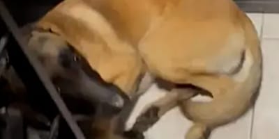 Verängstigter Malinois liegt in der Ecke