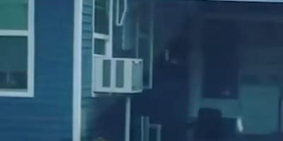 rescate de perro callejero