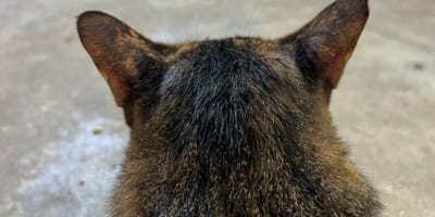 Verblüffende Ähnlichkeit