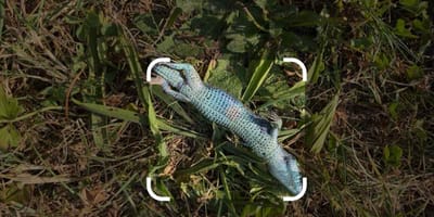 Verfärbte Eidechse im Gras