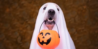 Verkleideter Hund an Halloween