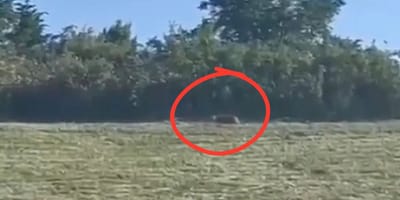 Alleged puma sighting at Geiseltalsee