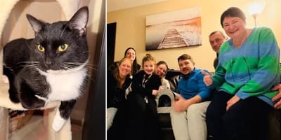 Vermiste kat na 5 maanden terug bij Engels gezin