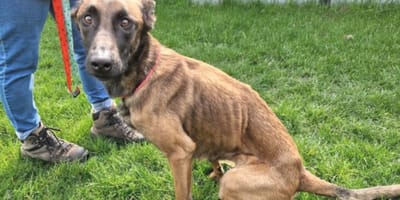 Verwaarloosde hond Julia heeft een gastgezin gevonden