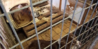 Verwaarlozing van dieren neemt toe in Nederland