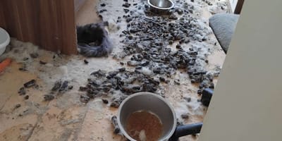 Verwahrloste Wohnung voller Fäkalien