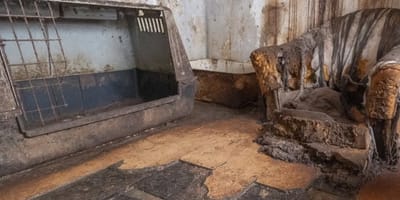 Maison abandonnée à Bad Iburg