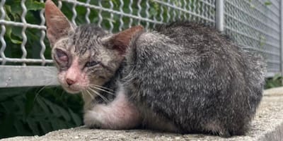 Very sick stray cat in Italy