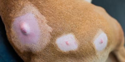 vetbult bij hond