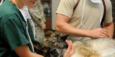 veterinario con cane