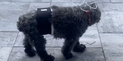 Vieux chien