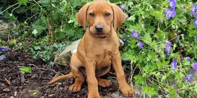 Vizslador