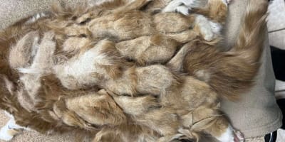 Völlig verfilzte Katze