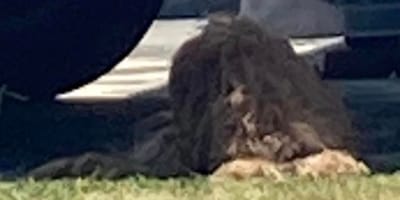 A dog under a car on a sunny day
