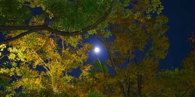 Pleine lune brille à travers la cime des arbres