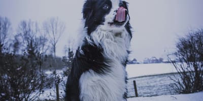 Vrijwilligers redden honden in Brussel tijdens jaarwisseling