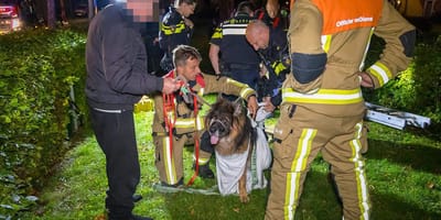Vrouw en hond vallen 's nachts in put in Vijfhuizen