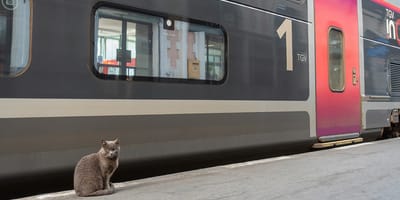 Vrouw krijgt boete in Frankrijk omdat kat te hard miauwt in trein